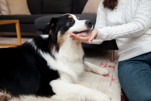 Calm your anxious dog with practical strategies