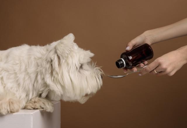 Salmon Oil for Pets: Why It's Essential for Their Health