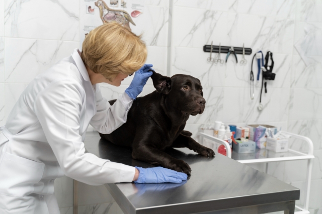 The Imperative of Advanced Otoscopic Technology in Contemporary Veterinary Diagnostics