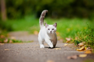 CATS WITH SHORT LEGS