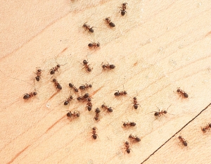 Reasons Why You Need Professional Ant Extermination Services