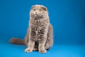 The Top 10 Things to Consider Before Adopting a Cat