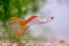 Guppies' Perfect Home: Choosing the Best Substrate for Your Aquarium