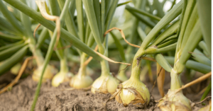 How Profitable Is Onion Farming