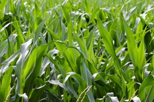 Top 5 Fodder Crops To Cultivate For Higher Profits 