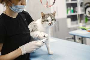 How Do I Become a Veterinary Practitioner?