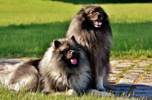 Grooming Tips for Fluffy Dogs: Keep Your Pup Looking Their Best