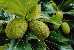 Breadfruit Tree: Characteristics, Cultivation, & Benefits