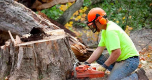 Signs That You Need to Call for Emergency Tree Removal Services