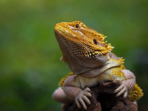 Food for Bearded Dragons: A Foodie's Guide to Feeding Reptiles