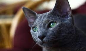 The Best Russian Blue Cats for Sale: Top 5 Picks
