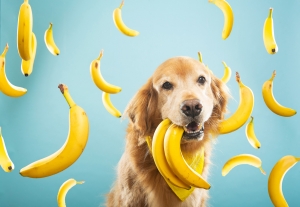 How To Incorporate Superfoods Into Your Dog's Diet