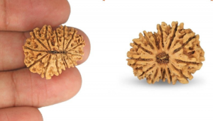 Uncovering the Powerful Healing Benefits of a 14 Mukhi Rudraksha