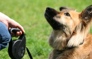 Essential Dog Training Techniques to Skill Your Dog