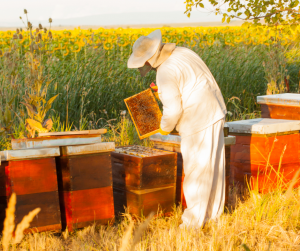The Buzz about Beekeeping Attire: Choosing the Right Underwear for Safety and Productivity