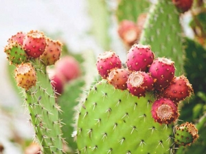 Packaged Cactus Water Market Growth, Scope, Trends Analysis and Forecast By 2027