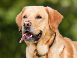 Top 5 factors to keep in mind prior to purchasing a Labrador