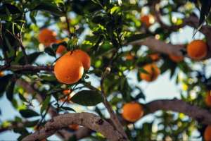 Sustainable Farming Practices for Growing Gold Nugget Mandarins Sustainable Farming Practices for Growing Gold Nugget Mandarins