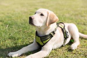 Essential Tips for Raising and Caring for a Labrador Puppy