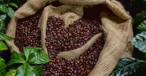 The Truth About 100 Percent Arabica Coffee Beans The Truth About 100 Percent Arabica Coffee Beans