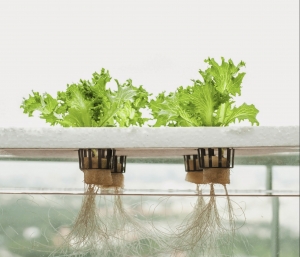 From Seedling to Harvest: Optimising Crop Rotation in Flood & Drain Hydroponics Systems