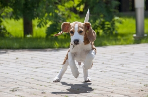 Beagle Prices: A Comprehensive Guide to the Cost of Beagles