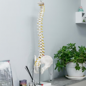 Essential Chiropractic Tools: A Comprehensive Guide to Healing Instrument