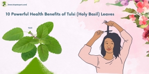 Powerful Health Benefits of Tulsi Holy Basill Leaves