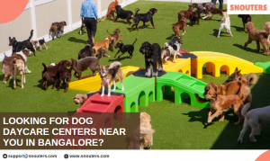 Dog Boarding in Bangalore: A Home Away from Home for Your Furry Friend