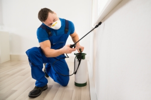 Effective Pest Control Services in Abu Dhabi and Mussafah
