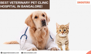 Finding Quality Pet Clinics Near Me in Bangalore
