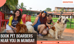 Dog Boarding in Mumbai: A Home Away from Home for Your Furry Friend