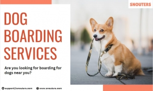 Pet Boarding in Delhi: Ensuring Your Furry Friend's Comfort and Safety