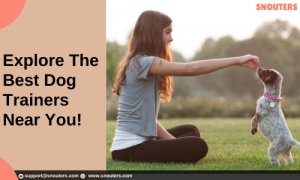 Finding the Best Dog Trainers Near Me: A Guide to Pawsitive Training