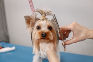 How Software Can Boost Your Pet Grooming Business Efficiency