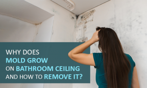 Mold Grow on Bathroom Ceiling