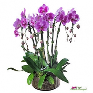 Choosing the Right Orchid for Your Home and Providing Optimal Growing Conditions
