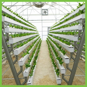 Unlocking the Potential of Hydroponic Grow Tents for Medicinal Plant Cultivation