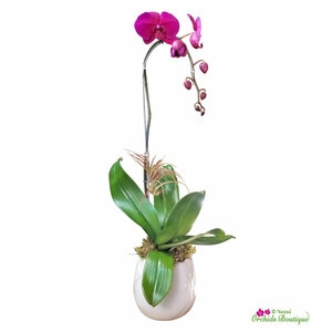 Elegant Orchid Arrangements for Every Occasion