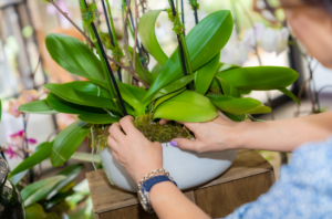 How to care for your orchid arrangement