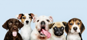 Choose the Best Dog Breed for You