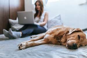 10 Point Dog Health Checklist For Your Furry Friend