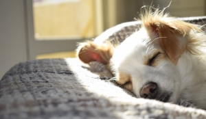 Ways to Help Your Dog Live More Comfortably with Arthritis