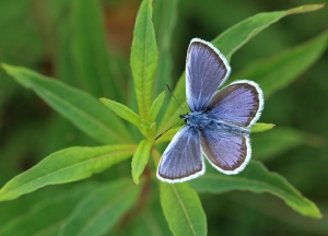 Top Organizations Leading the Charge to Save the Butterflies