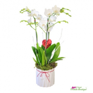 Tips to Find the Best Valentine's Day Orchid Arrangements