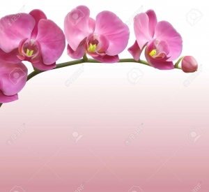 Make Memorable and Romantic Gifts with Orchids for Valentine's Day