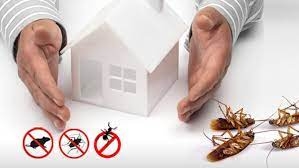 Mastering Pest Control: Safeguarding Homes in Abu Dhabi
