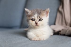 How to educate a kitten?