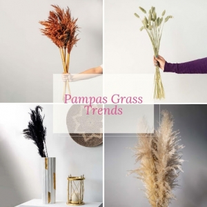 Pampas Grass Trends and Why It's Popular to Stay