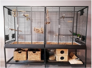 How to Look for an Ideal Parrot Cage? 8 Factors to Consider!